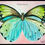 Thumbnail: Butterflies Art Canvas Collection / 5" x 7" /Resine Finish