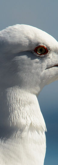 Seagull in Greece