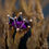 Thumbnail: BVLA Daydream with Amethyst