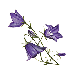 IMG_6974_edited.png