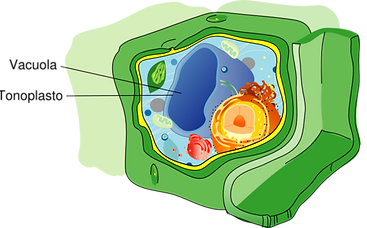 512px-Vacuola_vegetal.png