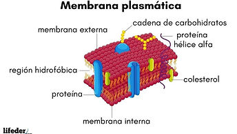esquema-membrana-plasmatica-lifeder-min-1024x624.jpg