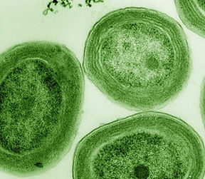 cianobacterias-1030x687.jpg