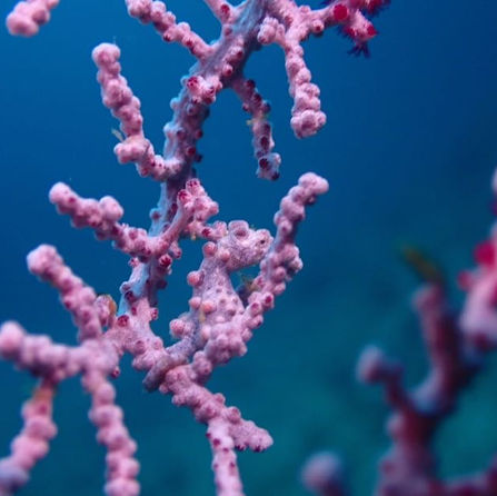 2023菲律賓｜宿霧6/20-21｜宿霧機場、媽媽島、Bebots、兄弟潛店