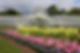 Botanic gardens 1.jpg