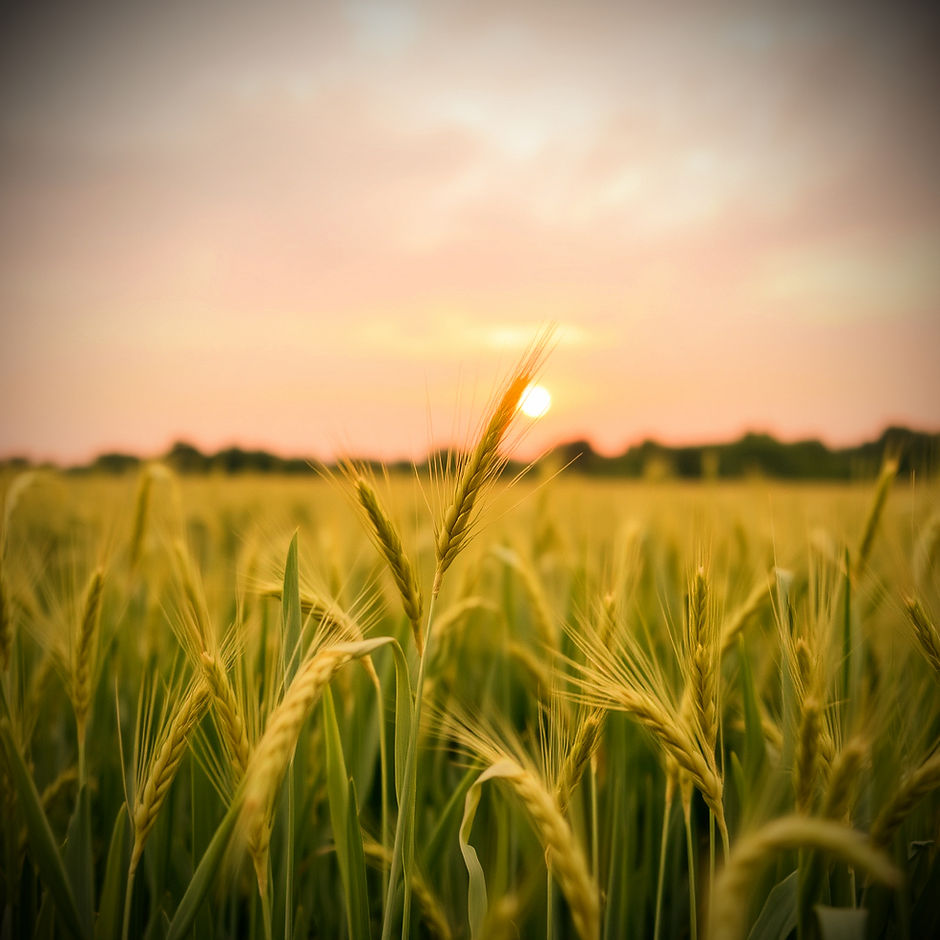 wheat field_edited.jpg