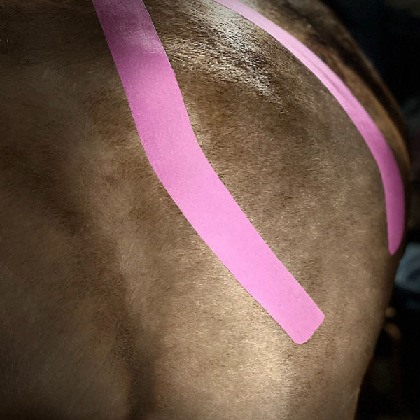 equine kinesiology taping