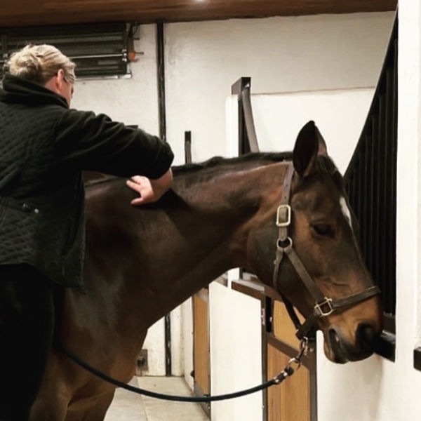 equine massage