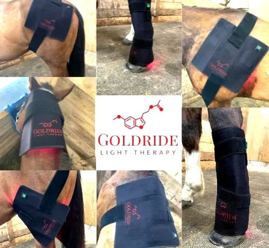 Equine Red and Infrared Light Therapy