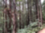 Dense forest of tall trees with green foliage and ferns on the ground. A dirt path runs through the tranquil, natural setting.