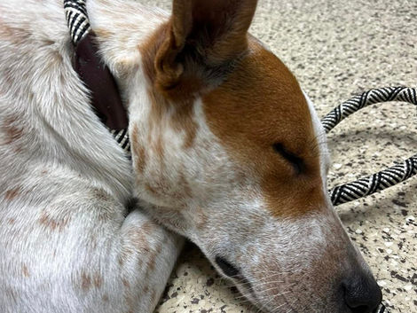 OFFICIAL PUPDATE: Maya, Valentino, and Scarlet