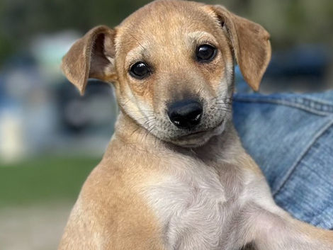 Available for Adoption: Scout!