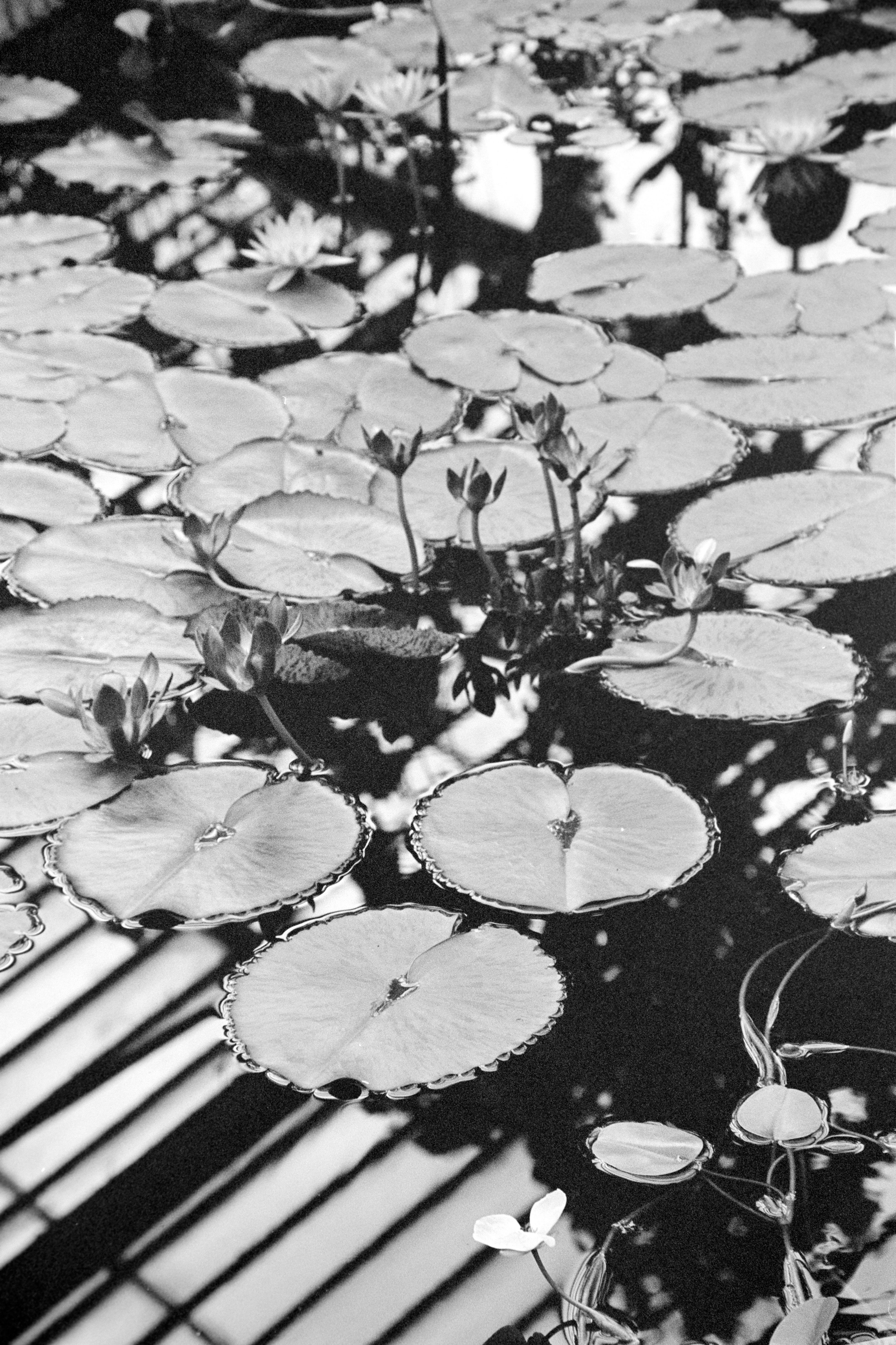 Print of Waterlillies