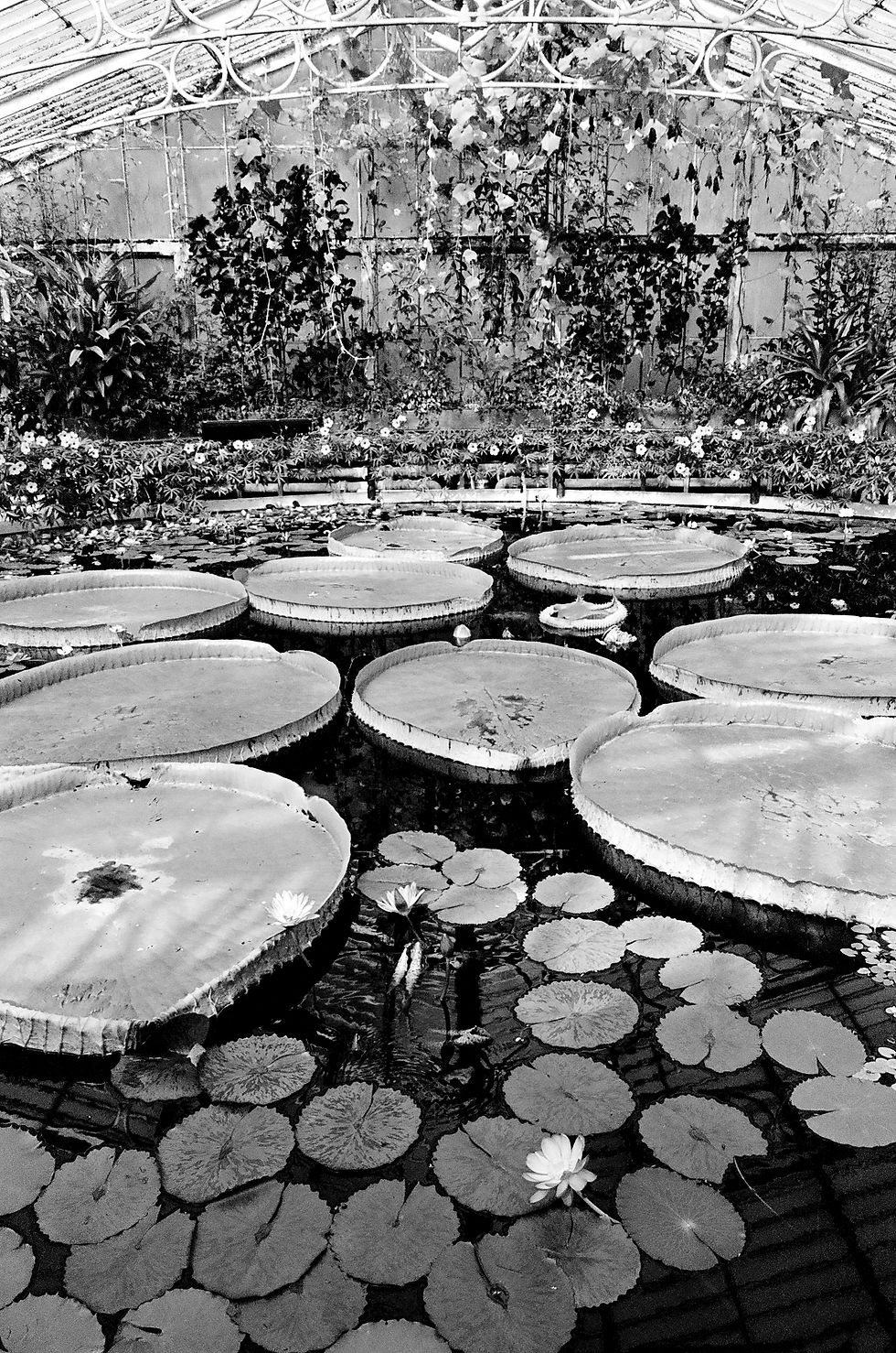 Print of Giant Waterlillies