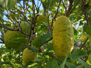 Le antiche Cultivar e l’orangerie di Villa Cuseni