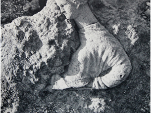 DINU ADAMESTEANU