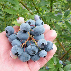 Legacy variety of blueberries