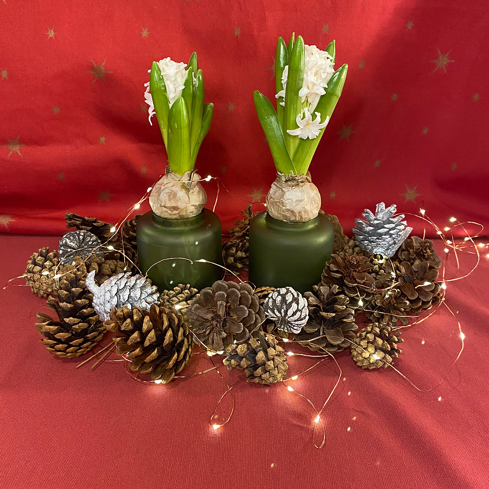 Thumbnail: Christmas Hyacinth & Vase