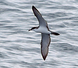 Bullers_Shearwater_Tully_Sept_2017-8027_