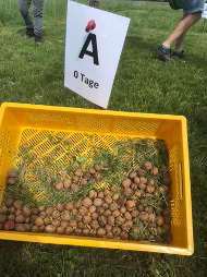 Walnüsse in einer Obstkiste nach dem Aufsammeln mit Gras