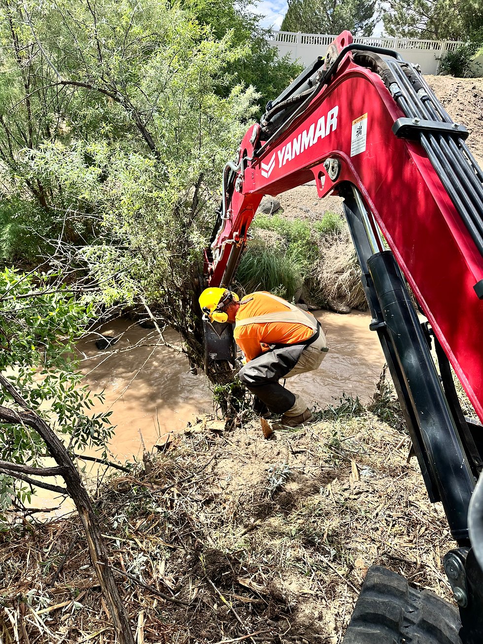 Reid Perkins eliminating Russian Olives by the creek