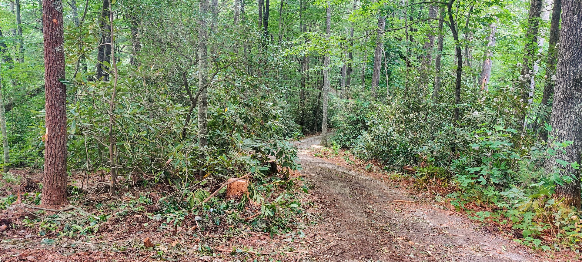 Clearing and stump grinding.
