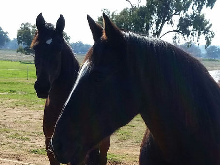 A Quiz in the study of Parelli Natural Horsemanship: Horsenality Do’s and Don’ts
