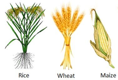 food6.png
