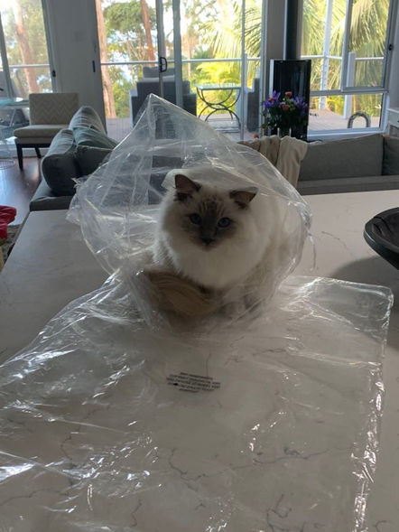 After photo - Cat with lounge in the background