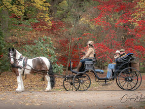 Carriage in the autumn