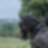 HORSE OVERLOOKING WINDSOR CASTLE