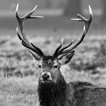 Stag in Windsor Deer Park