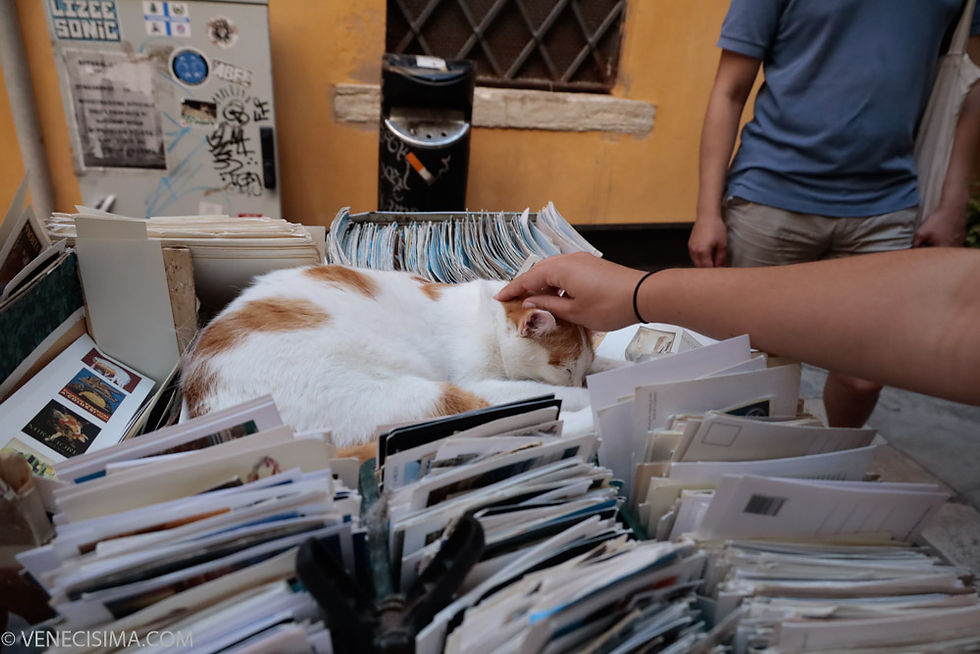 En la librería Acqua Alta, los gatos dormitan entre libros y postales