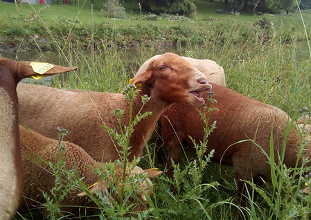 éco-pâturage dordogne, moutons vallée de la vézère, races rustiques, agneau pastoral