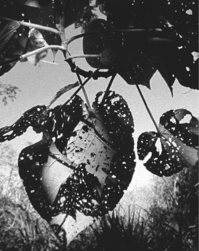 Fiji, Kawakawa, 2024