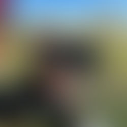 Meet Kyra (Australian Shepherd, 1 years old)