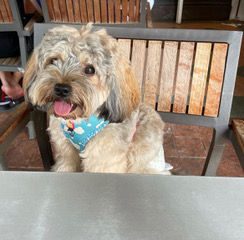 Meet Kuro (Cavapoo, 2 years old)