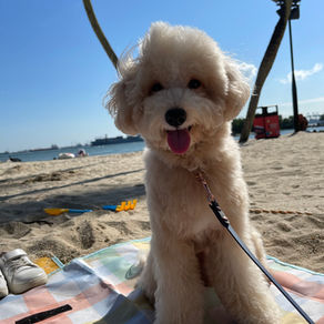 Meet Benji (Maltipoo, 1 year old)