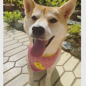 Meet Bambi (Shiba Inu, 5 years old)
