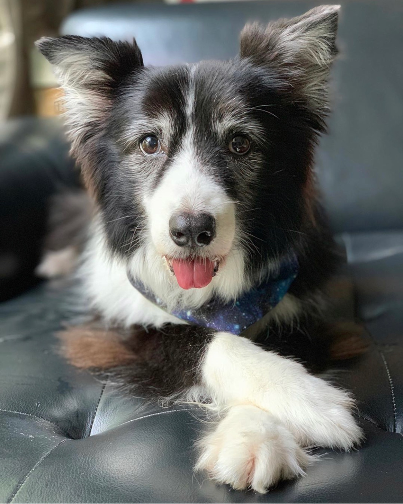 25+ How To Calm A Border Collie Puppy Photo Bleumoonproductions