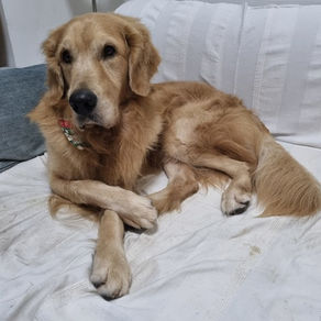Meet Butch (Golden Retriever, 5 years old)