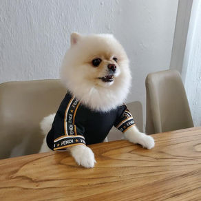 Meet Cotton (Pomeranian, 5 years old)