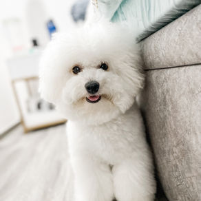 Meet Mochi (Bichon Frise, 1 year old)