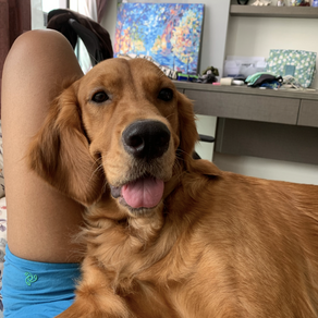 Meet Lali (Golden Irish, 2 years old)