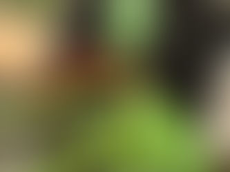 Prévenir les dégâts des limaces au potager : mes solutions concrètes