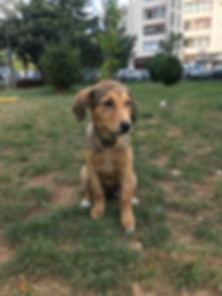 kedi sahiplendirme ilanları