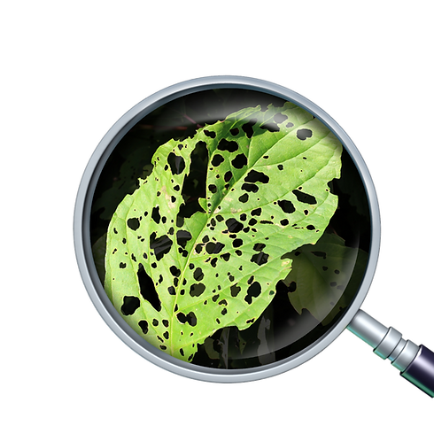 Apresentação Básica Simples Manchas Pastel (2).png