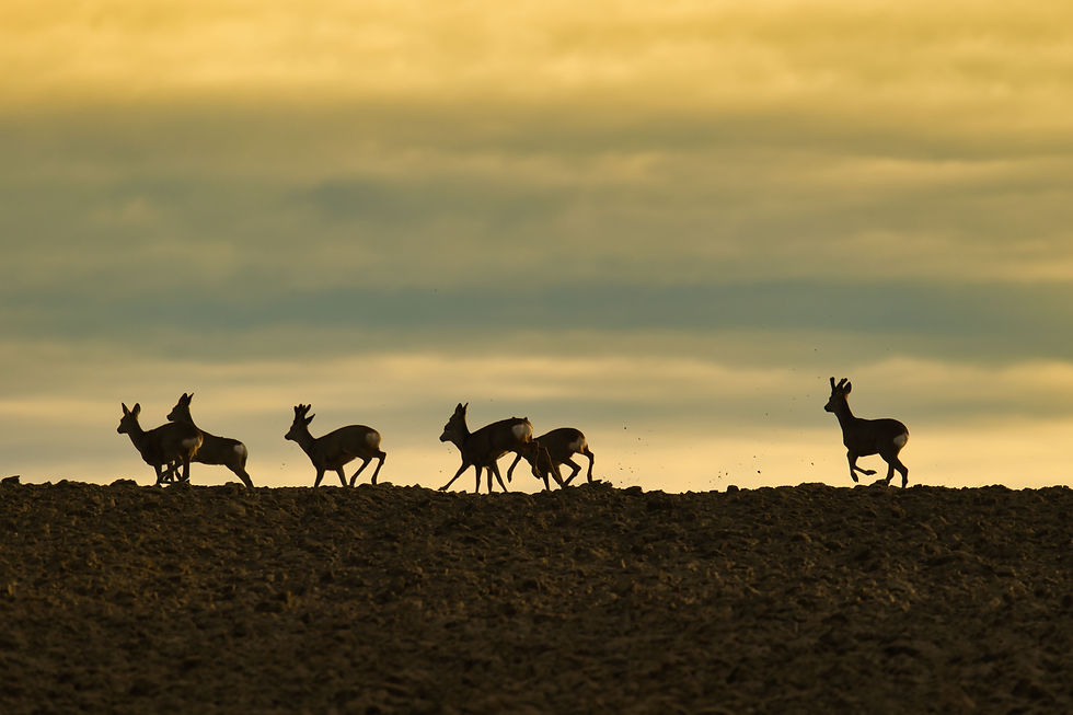 deers.jpg