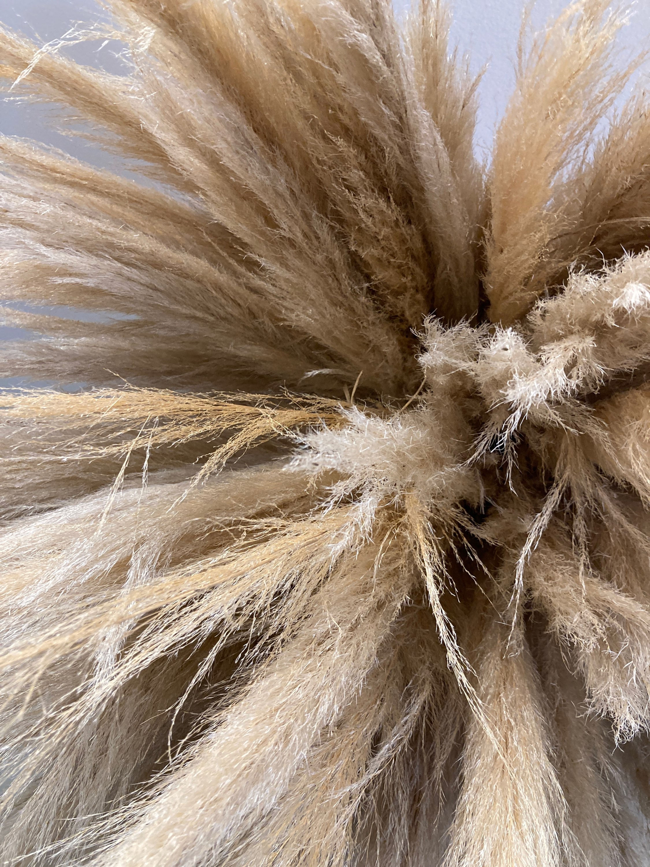 Gros plan sur la texture du Lustre Nuage Bohème en pampa naturelle, fibres douces et plumeuses beige sable.