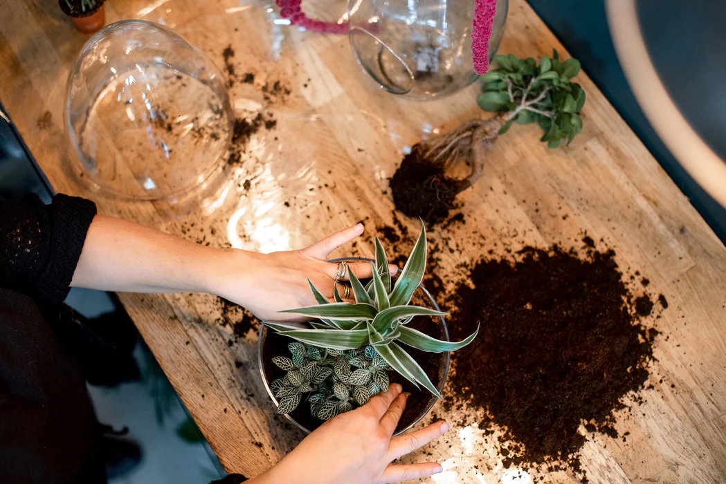 Atelier Terrarium